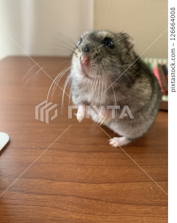 Ham-chan the Djungarian Hamster Ham-chan the Djungarian Hamster 126664008