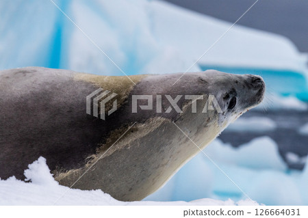 Crabeater Seal resting on a sheet of ice 126664031