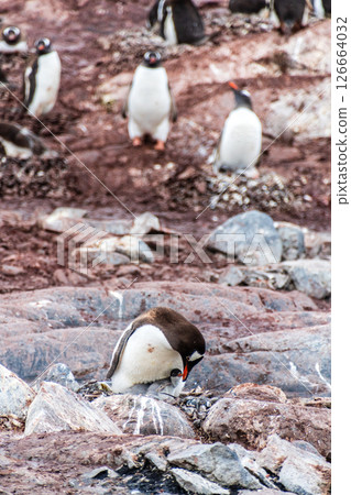 Gentoo Penguin colony on Cuverville island Gentoo Penguin colony on Cuverville island 126664032