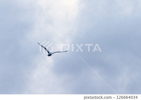 Close-up of a flying kelp gull 126664034