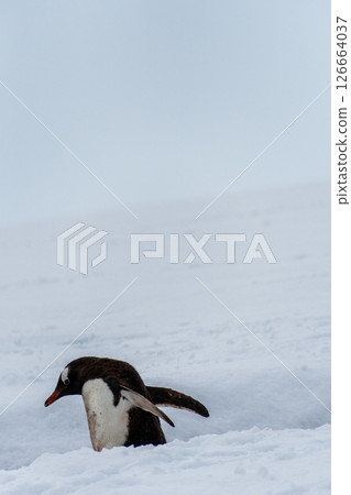 Gentoo colony at Danco Island Gentoo colony at Danco Island 126664037