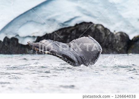 Tail of a humpback whale in the Antarctic Tail of a humpback whale in the Antarctic 126664038