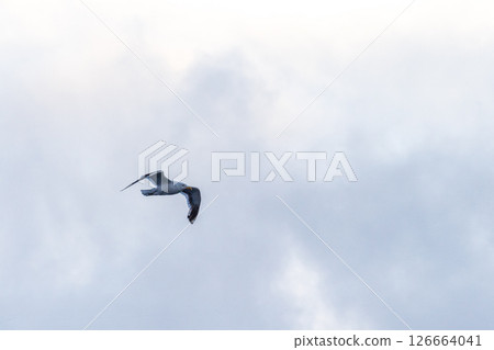 Close-up of a flying kelp gull 126664041