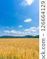 Image of a wheat field during double cropping harvest in early summer [Setouchi City, Okayama Prefecture] 126664129