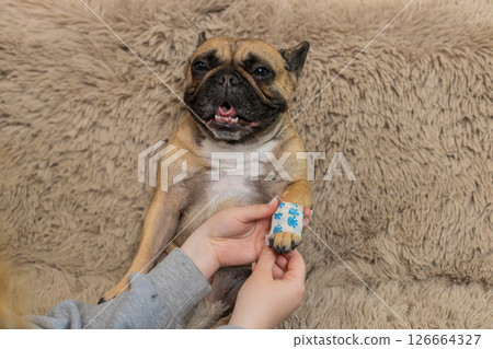 Woman wraps pug dog injured paw with bandage on home sofa, caring with gentle supportive touch Woman wraps pug dog injured paw with bandage on home sofa, caring with gentle supportive touch 126664327