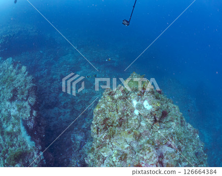 A colony of bleached sea anemones and a family of clownfish. A diver takes a photo. Hirizohama, Nakagi, Minamiizu Town, Izu Peninsula, Shizuoka Prefecture 126664384