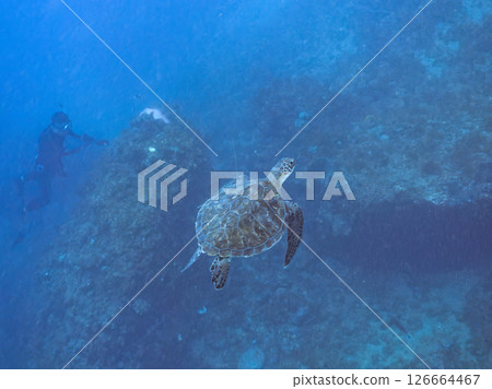 A green sea turtle, a colony of bleached sea anemones, a family of clownfish, and others. A diver takes a photo. Hirizohama, Nakagi, Minamiizu Town 126664467