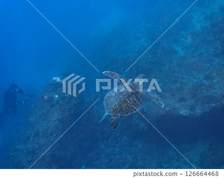 A green sea turtle, a colony of bleached sea anemones, a family of clownfish, and others. A diver takes a photo. Hirizohama, Nakagi, Minamiizu Town 126664468