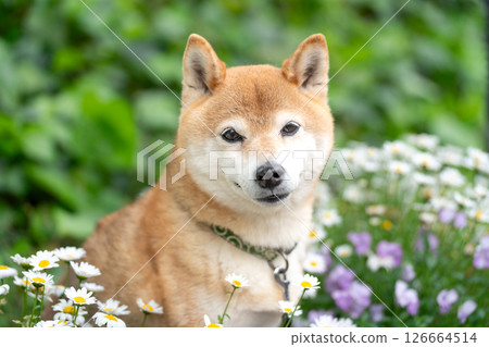 柴犬在公園的綠色背景下玩耍 可愛的柴犬 柴犬 Akane 126664514