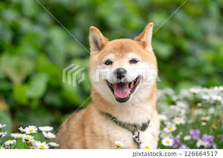 柴犬在公園的綠色背景下玩耍 可愛的柴犬 柴犬 Akane 126664517