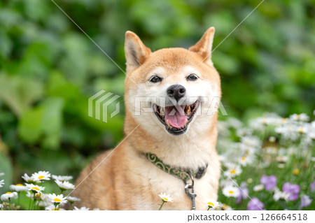 Shiba Inu playing in the park against a green background Cute Shiba Inu Shiba Inu Akane 126664518