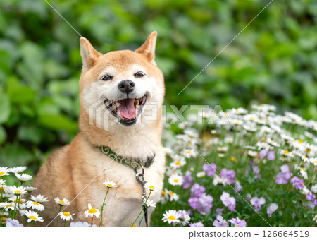 柴犬在公園的綠色背景下玩耍 可愛的柴犬 柴犬 Akane 柴犬在公園的綠色背景下玩耍 可愛的柴犬 柴犬 Akane 126664519