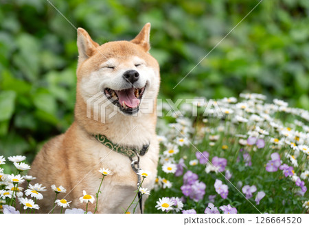 柴犬在公園的綠色背景下玩耍 可愛的柴犬 柴犬 Akane 柴犬在公園的綠色背景下玩耍 可愛的柴犬 柴犬 Akane 126664520