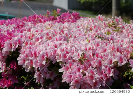 春天花園裡盛開的粉色杜鵑花 126664980