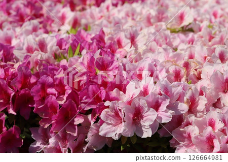 Pink azalea flowers blooming in the spring garden 126664981