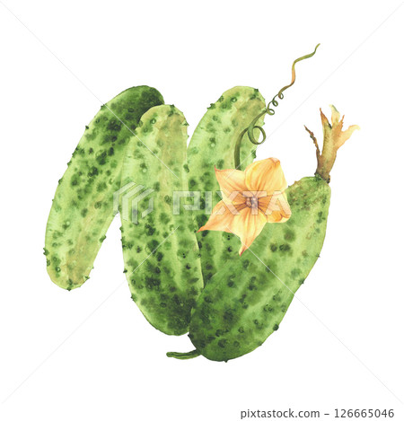 Prickly cucumbers with yellow flowers, leaves, buds and curling plant tendril Watercolor illustration hand drawn Botanical realistic vegetable harvest. Isolated from background for farm eco food label Prickly cucumbers with yellow flowers, leaves, buds and curling plant tendril Watercolor illustration hand drawn Botanical realistic vegetable harvest. Isolated from background for farm eco food label 126665046