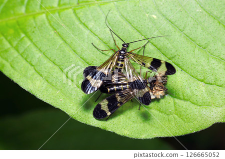 日本蛾春季形態的交配場景（自然環境下微距閃光燈攝影） 126665052