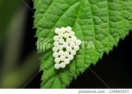 Beautiful stink bug eggs laid in an orderly fashion, with the first spots forming a circle on a pale greenish-white background (macro flash photography) Beautiful stink bug eggs laid in an orderly fashion, with the first spots forming a circle on a pale greenish-white background (macro flash photography) 126665053