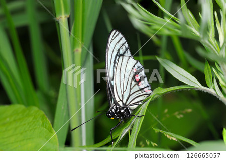 An adult of the red spotted purple butterfly resting in grass with its wings extended (continental subspecies, macro shot in natural environment) An adult of the red spotted purple butterfly resting in grass with its wings extended (continental subspecies, macro shot in natural environment) 126665057