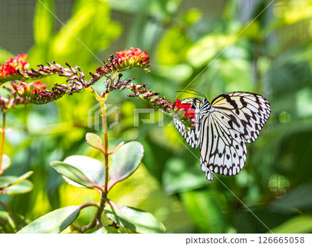 Ogomadara Ogomadara 126665058