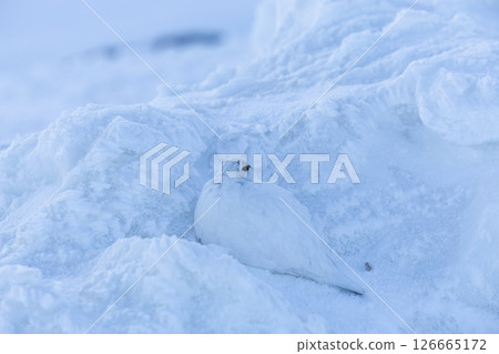 A moment of the early morning ptarmigan blending into the snow - A quiet morning in Mt. Tateyama 126665172