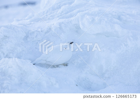 清晨雷鳥融入雪中的瞬間-靜謐的立山清晨 清晨雷鳥融入雪中的瞬間-靜謐的立山清晨 126665173