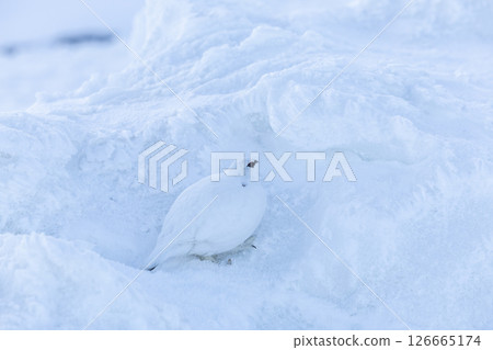 A moment of the early morning ptarmigan blending into the snow - A quiet morning in Mt. Tateyama 126665174