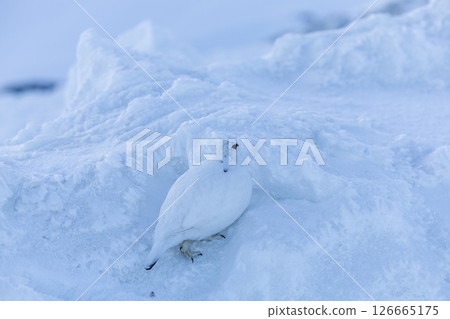 A moment of the early morning ptarmigan blending into the snow - A quiet morning in Mt. Tateyama 126665175