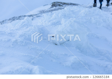 清晨雷鳥融入雪中的瞬間-靜謐的立山清晨 清晨雷鳥融入雪中的瞬間-靜謐的立山清晨 126665184