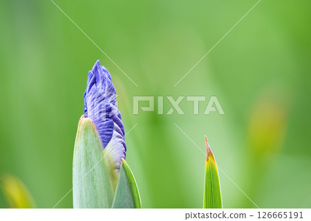 Buds of irises Buds of irises 126665191