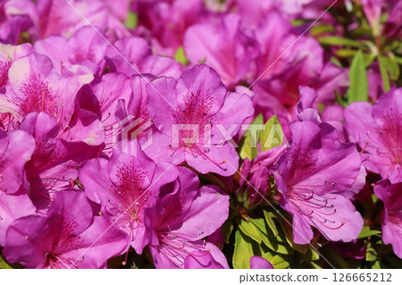 春天花園裡盛開的粉色杜鵑花 126665212