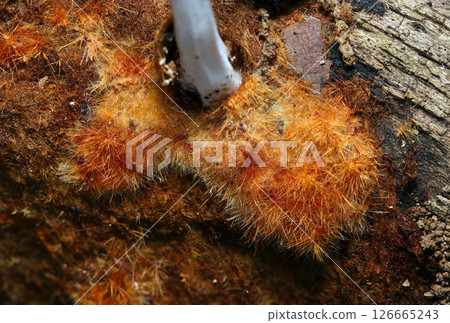 Beautiful orange fluffy ozonium mycelium mat of Coccilarata (macro flash photography) Beautiful orange fluffy ozonium mycelium mat of Coccilarata (macro flash photography) 126665243