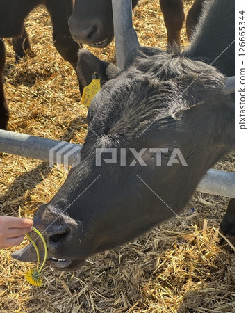 Black cow interacting with a person offering a yellow flower, set in a sunny farm environment with straw and other cattle in the background, showcasing animal-human connection Black cow interacting with a person offering a yellow flower, set in a sunny farm environment with straw and other cattle in the background, showcasing animal-human connection 126665344