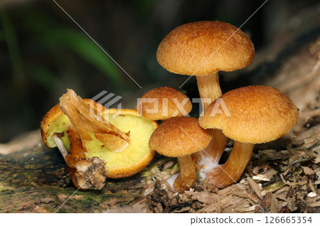 Cute and round mushrooms of the genus Chamaecyparis (front and back, natural environment strobe macro photography) 126665354