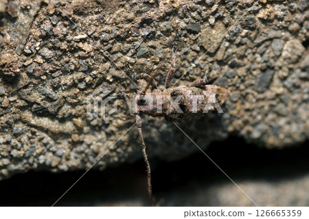 A small longhorn beetle with a similar color and pattern to old concrete (macro shot in natural light on a sunny day) 126665359