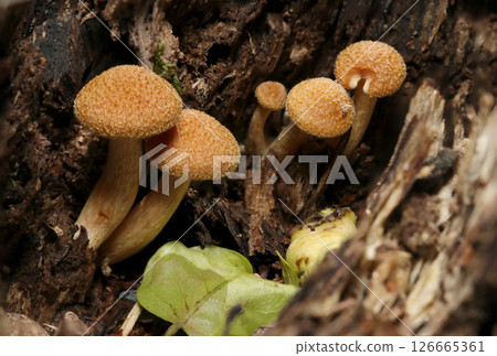 Fluffy, round and cute young mushrooms of the Scutellaria genus (front and back, natural environment strobe macro photography) 126665361