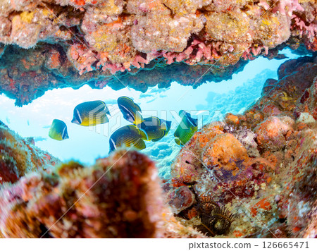 A school of butterflyfish. They are in an underwater cave. Hirizohama Nakagi Minamiizu Town Izu Peninsula Shizuoka Prefecture 2024 126665471