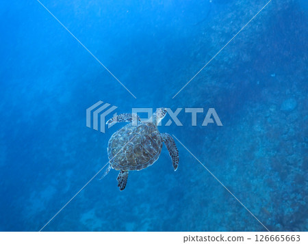 A beautiful and large green sea turtle (Chelonia mydas) swimming leisurely. Nakagi Hirizo Beach, Minamiizu-cho, Kamo-gun, Izu Peninsula, Shizuoka Prefecture 2024 A beautiful and large green sea turtle (Chelonia mydas) swimming leisurely. Nakagi Hirizo Beach, Minamiizu-cho, Kamo-gun, Izu Peninsula, Shizuoka Prefecture 2024 126665663