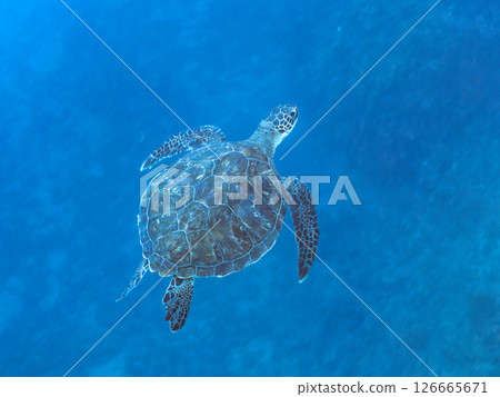 A beautiful and large green sea turtle (Chelonia mydas) swimming leisurely. Nakagi Hirizo Beach, Minamiizu-cho, Kamo-gun, Izu Peninsula, Shizuoka Prefecture 2024 126665671