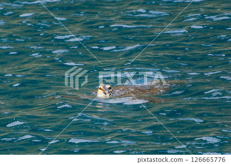 A green sea turtle taking a breather in Nakagi Port. Hirizohama Nakagi Minamiizu Town Izu Peninsula Shizuoka Prefecture 2024 126665776