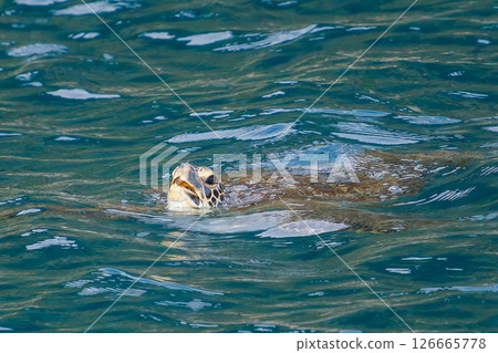 A green sea turtle taking a breather in Nakagi Port. Hirizohama Nakagi Minamiizu Town Izu Peninsula Shizuoka Prefecture 2024 126665778