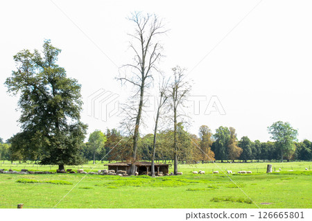 France Paris Palace of Versailles Meadow 126665801
