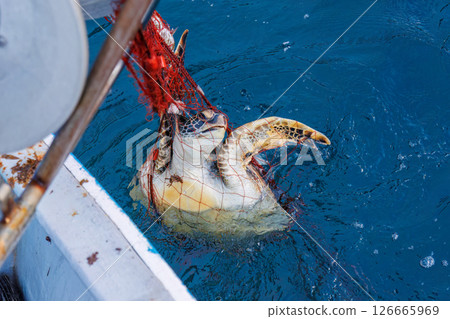 A green sea turtle that was caught as bycatch. It returned to the sea in good health. Hirizohama Nakagi Minamiizu Town Izu Peninsula Shizuoka Prefecture 2024 A green sea turtle that was caught as bycatch. It returned to the sea in good health. Hirizohama Nakagi Minamiizu Town Izu Peninsula Shizuoka Prefecture 2024 126665969