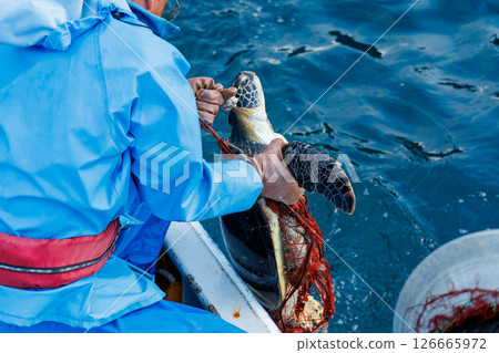 A green sea turtle that was caught as bycatch. It returned to the sea in good health. Hirizohama Nakagi Minamiizu Town Izu Peninsula Shizuoka Prefecture 2024 126665972