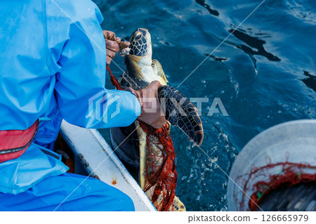 A green sea turtle that was caught as bycatch. It returned to the sea in good health. Hirizohama Nakagi Minamiizu Town Izu Peninsula Shizuoka Prefecture 2024 A green sea turtle that was caught as bycatch. It returned to the sea in good health. Hirizohama Nakagi Minamiizu Town Izu Peninsula Shizuoka Prefecture 2024 126665979