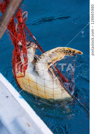 A green sea turtle that was caught as bycatch. It returned to the sea in good health. Hirizohama Nakagi Minamiizu Town Izu Peninsula Shizuoka Prefecture 2024 126665980