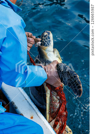 A green sea turtle that was caught as bycatch. It returned to the sea in good health. Hirizohama Nakagi Minamiizu Town Izu Peninsula Shizuoka Prefecture 2024 126665987
