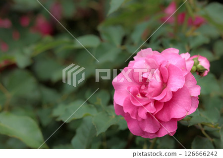 Colorful roses that heal the hearts of many people 126666242