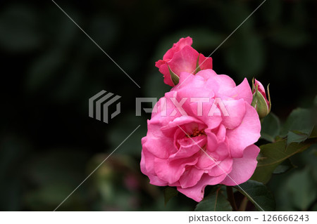 Colorful roses that heal the hearts of many people 126666243