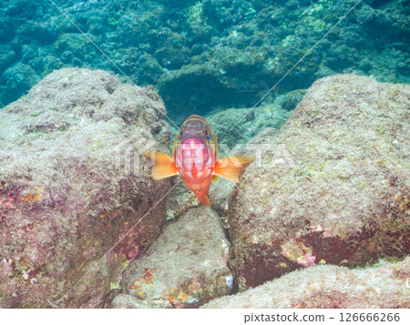 A large and beautiful red spotted grouper (family: Grouperidae). Hirizohama Nakagi Minamiizu Town Izu Peninsula Shizuoka Prefecture 2024 126666266